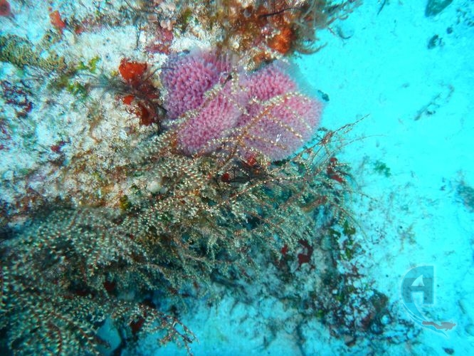 coral blanco paisaje submarino del mar caribe